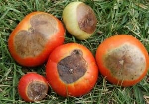 Blossom End Rot Tomatoes