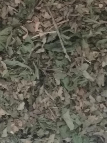 Parsley Leaf, Organic, Cut