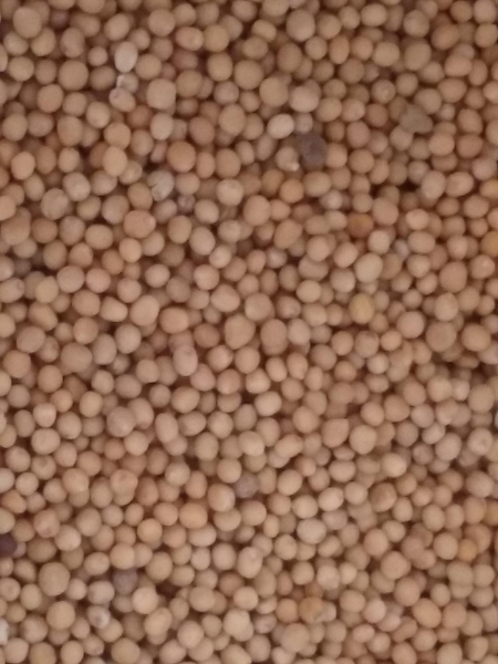 Mustard Seed (Yellow), Organic, Whole